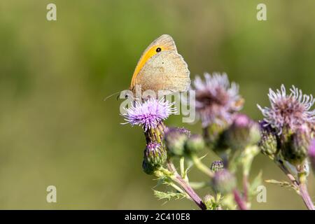 Gatekeeper. Maniola tithonius (Satyridae) papillon sur un Thistle rampant. Cirsium arvense Steraceae le long du bord de la rivière Nene, Northampton, E Banque D'Images