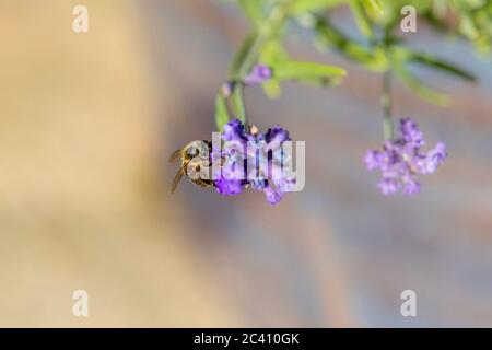 Abeille occidentale. APIS mellifera sur la lavande (lavandula stoechas) dans un jardin à Northampton, Angleterre, Royaume-Uni. Banque D'Images