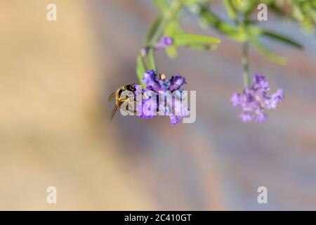 Abeille occidentale. APIS mellifera sur la lavande (lavandula stoechas) dans un jardin à Northampton, Angleterre, Royaume-Uni. Banque D'Images