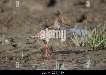 Mâle Redshank (Tringa totanus) au marais salin près de Dangast, en Allemagne. Banque D'Images