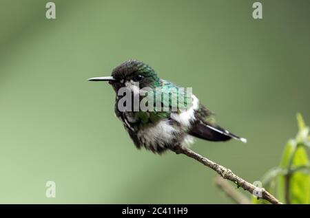 Gros plan sur le colibri à queue verte (Discosura conversii) qui perce sur une branche du nord-ouest de l'Équateur. Banque D'Images