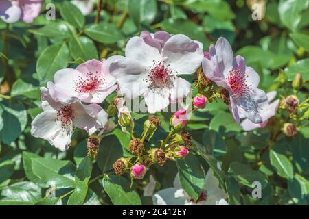 Belles roses de floribunda groupe dans le jardin botanique de Kiev, Ukraine. Banque D'Images