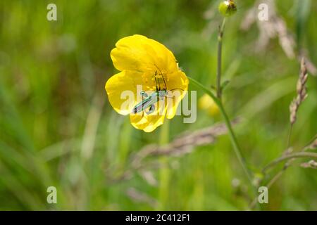 Un insecte vert brillant métallique (coléoptère de fleur à pattes épaisses) sur une coupe de butterbutterbutter de prairie à la fin du printemps. Banque D'Images