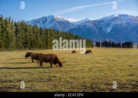 New Zealand Highland Cattle sur la ferme en Nouvelle-Zélande Banque D'Images