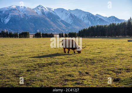 New Zealand Highland Cattle sur la ferme en Nouvelle-Zélande Banque D'Images