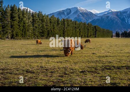 New Zealand Highland Cattle sur la ferme en Nouvelle-Zélande Banque D'Images