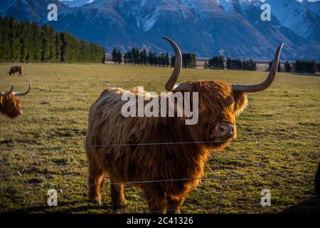 New Zealand Highland Cattle sur la ferme en Nouvelle-Zélande Banque D'Images