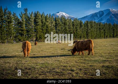 New Zealand Highland Cattle sur la ferme en Nouvelle-Zélande Banque D'Images