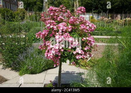 Standard Rose Ballerina, été. East Yorkshire, Royaume-Uni, GB. Banque D'Images
