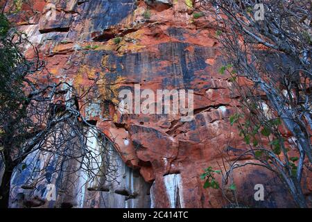 Vue depuis le pied du plateau de Waterberg en Namibie, les falaises de grès rouge recouvertes de lichens multicolores ont l'air impressionnantes et majestueuses. Banque D'Images