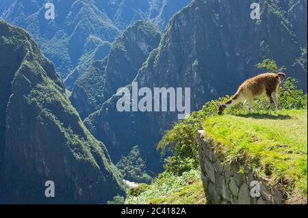 Llama devant le Sanctuaire historique de Machu Picchu, Sunny Day, Cuzco, Sacred Valley, Pérou Banque D'Images