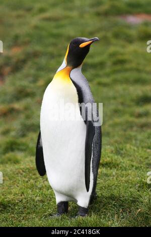 Pingouins royaux de Grytviken, des îles de Géorgie du Sud et des îles Sandwich du Sud Banque D'Images