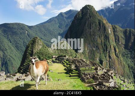 Llama devant le Sanctuaire historique de Machu Picchu, Sunny Day, Cuzco, Sacred Valley, Pérou Banque D'Images