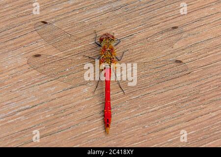 Libellule rouge avec ailes étalées sur une surface en bois - Sympetrum fonscolombii Banque D'Images