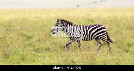 La famille Zebra se fait dans la savane à proximité d'autres animaux Banque D'Images