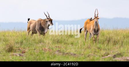 Un antilope d'Elend dans la savane kenyane entre les différentes plantes Banque D'Images