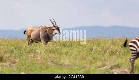 Un antilope d'Elend dans la savane kenyane entre les différentes plantes Banque D'Images