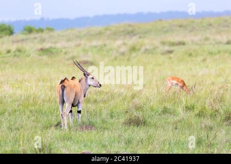 Un antilope d'Elend dans la savane kenyane entre les différentes plantes Banque D'Images