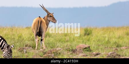 Un antilope d'Elend dans la savane kenyane entre les différentes plantes Banque D'Images