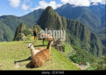 Llama devant le Sanctuaire historique de Machu Picchu, Sunny Day, Cuzco, Sacred Valley, Pérou Banque D'Images