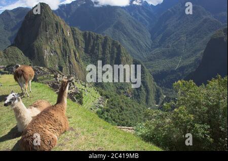 Llama devant le Sanctuaire historique de Machu Picchu, Sunny Day, Cuzco, Sacred Valley, Pérou Banque D'Images