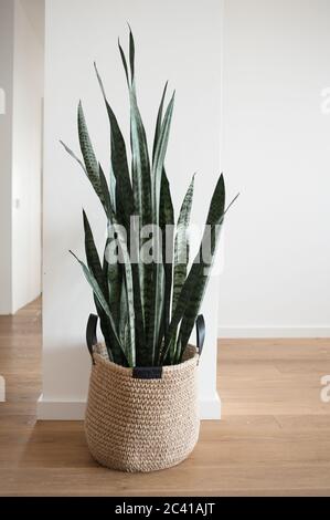 Maison plante dans un panier en jute avec des supports de poignées sur le sol dans la nouvelle maison. Banque D'Images