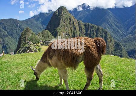 Llama devant le Sanctuaire historique de Machu Picchu, Sunny Day, Cuzco, Sacred Valley, Pérou Banque D'Images