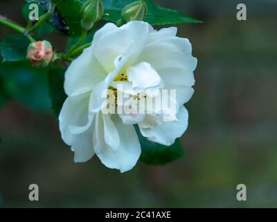 Gros plan sur une belle fleur de rose grimpée avec des pétales blancs purs Banque D'Images