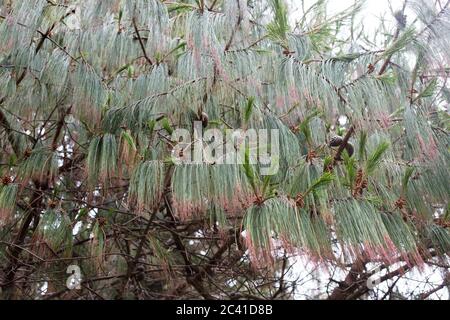 Pinus patula - PIN pleureux mexicain, gros plan. Banque D'Images