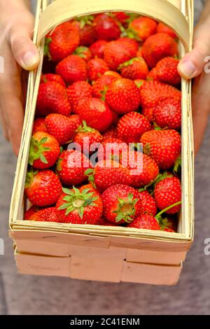 Femme tenant un panier en bois plein de fraise biologique mûre rouge. Bonne récolte de baies. Concept agricole. Banque D'Images