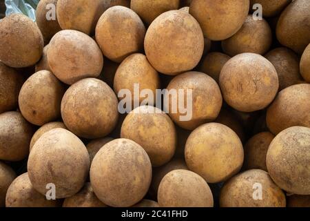 Fruit de Sapodilla ou localement connu en Malaisie comme 'ciku' Banque D'Images