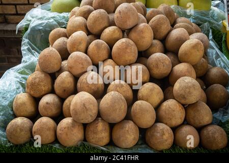 Fruit de Sapodilla ou localement connu en Malaisie comme 'ciku' Banque D'Images