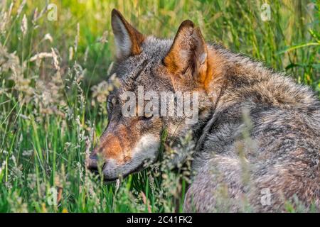 Gros plan du loup gris européen / loup gris sauvage (Canis lupus) dans la chasse aux herbes hautes dans les prairies / prairies Banque D'Images