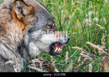 Loup en colère, agressif et menacé (Canis lupus) montrant le nez froissé et aboyant ses fangs quand le membre de l'emballage veut manger de la même carcasse de mouton Banque D'Images