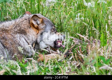 Loup en colère, agressif et menacé (Canis lupus) montrant le nez froissé et aboyant ses fangs quand le membre de l'emballage veut manger de la même carcasse de mouton Banque D'Images