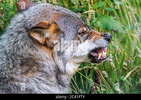Loup en colère, agressif et menacé (Canis lupus) montrant le nez froissé et aboyant ses fangs quand le membre du paquet veut voler sa nourriture Banque D'Images