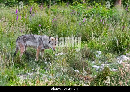 Loup gris (Canis lupus) regardant des touffes de laine de moutons tués dans le champ au bord de la forêt Banque D'Images