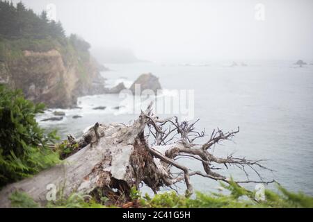 Racines d'un arbre déchu blanchi au soleil au bord d'une falaise au parc national de Shore Acres à Coos Bay, Oregon, États-Unis. Banque D'Images