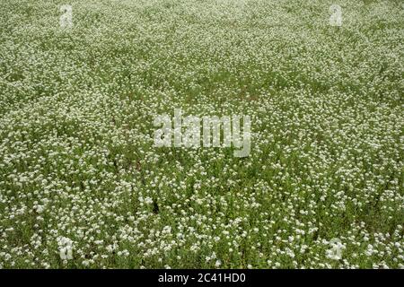 Arrière-plan de la steppe floraison. Tarutino steppe, Frumushika Nova, région d'Odessa, Ukraine, Europe de l'est Banque D'Images