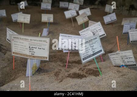 Badung, Bali, Indonésie. 23 juin 2020. Panneaux de la date de naissance de la tortue à la conservation. 124 tête de bébé tortues Lekang/Olive Ridley Sea Turtle (Lepidochelys olivacea) libéré dans l'océan à Bali Kuta Beach. Au cours de l'épidémie de Covid-19 d'avril à juin 2020, on a libéré au total 5000 têtes. Credit: Dicky Bisinglasi/ZUMA Wire/Alay Live News Banque D'Images