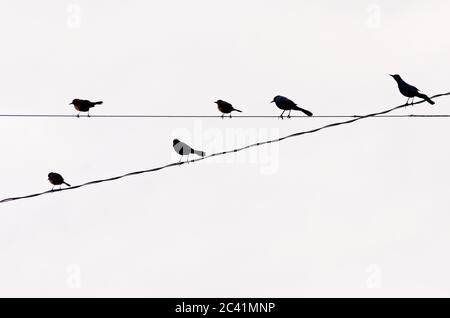 Les oiseaux perchent sur un fil électrique, le 5 janvier 2017, à Bayou la Berre, Alabama. Banque D'Images