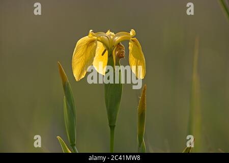 Bouchons Iris à drapeau jaune (Iris pseudocorus) Banque D'Images