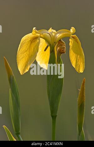 Bouchons Iris à drapeau jaune (Iris pseudocorus) Banque D'Images