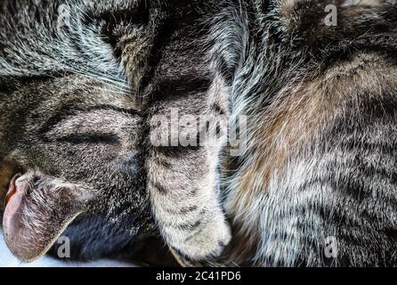 Chat tabby gris endormi avec tête cachée sous sa patte Banque D'Images