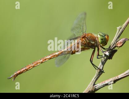 Une magnifique libellule de Norfolk Hawker, Anaciaeschna isoceles, qui perce sur une branche au bord d'un lac. Banque D'Images