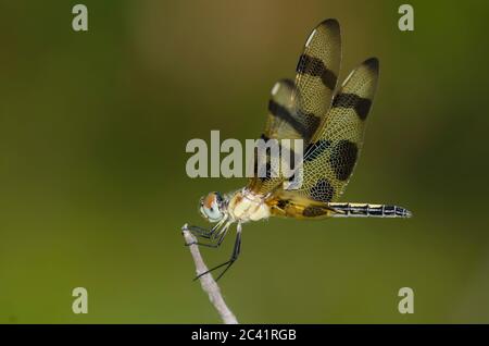 Fanion Halloween, Celithemis eponina, femme Banque D'Images