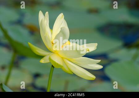 lotus américain, Nelumbo lutea Banque D'Images