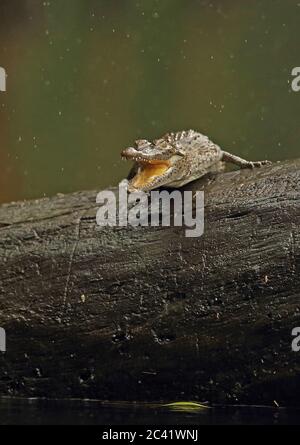 Crocodile américain (Crocodylus acutus) juvénile en bois de pluie Cuero y Salado, Honduras février 2016 Banque D'Images