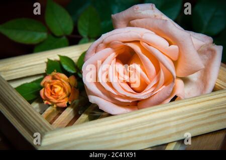 Roses rouges faites de bas dans de vieux vases sur des planchers en bois, concept de vie STILL Banque D'Images