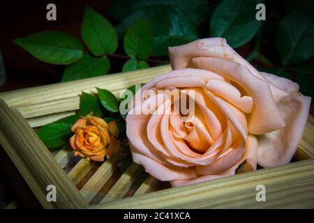 Roses rouges faites de bas dans de vieux vases sur des planchers en bois, concept de vie STILL Banque D'Images